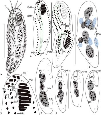 Tunicothrix halophila n. sp., a Secondarily Oligomerized Parabirojimid Hypotrich (Ciliophora, Spirotrichea) From Hypersaline Costal Water in Korea